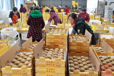 電商助力雅安名山獼猴桃銷售，農副產品迎來新機遇