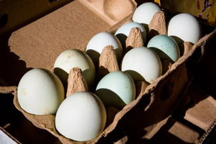 愛心匯聚，攜手同行——為大興鄉支前村農副產品開拓新銷路